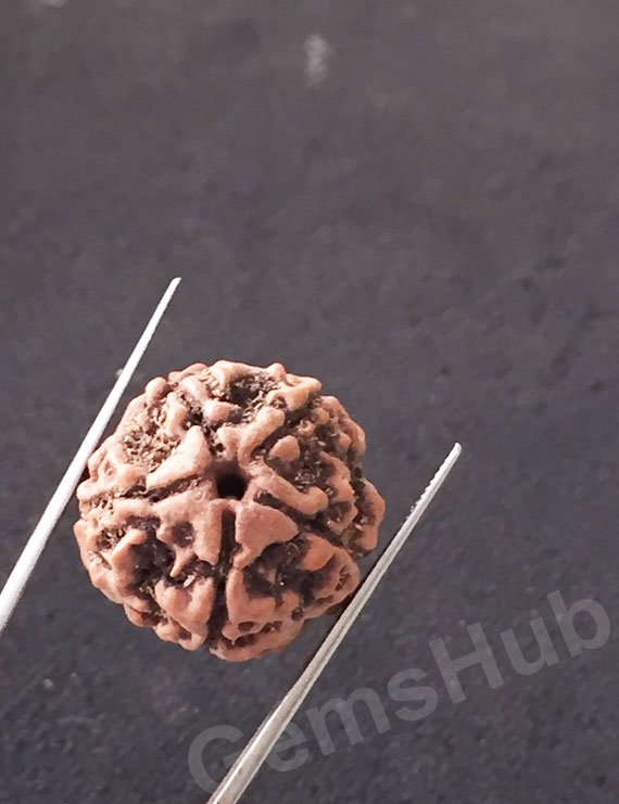 5 Mukhi Natural Certified Rudraksha Size- 20.5 mm Premium Quality